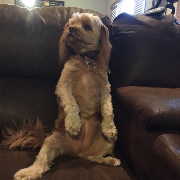 Meet your Posher, Alexa - Picture 1 of 1